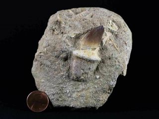 Mosasaur Prognathodon Fossil Tooth Root In Matrix Dinosaur Era From Morocco 2