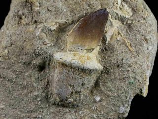 Mosasaur Prognathodon Fossil Tooth Root In Matrix Dinosaur Era From Morocco 3
