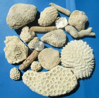 Sm/md Dried Coral Fossil Rock Shell Beach Ocean Sea Reef Fish Tank Aquarium Smc1