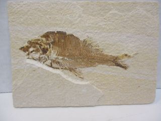 Diplomystus Dentatus Fish Fossil From The Eocene Of Wyoming