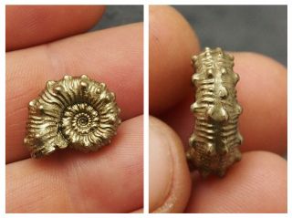 19mm Kosmoceras Pyrite Ammonite Fossils Fossilien Russia Pendant Gold