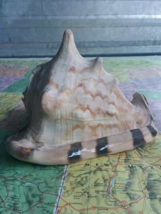 Horned Helmet King Queen Conch Tiger Striped Shell Seashell 8 " Long 6 " Tall