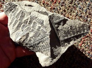 Fern Fossil,  Lygenopteris Hoeninghausi,  Pennsylvaniann Age 300 Million Years Old
