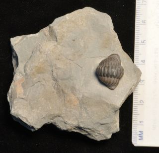 Fossil Trilobite - Flexicalymene Retrosa From Ohio