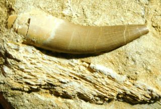 A Big 100 Natural S.  Maroccanus Spinosaurus Tooth Fossil From Morocco 382gr