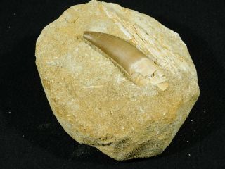 A Big 100 Natural S.  Maroccanus SPINOSAURUS TOOTH Fossil From Morocco 382gr 2