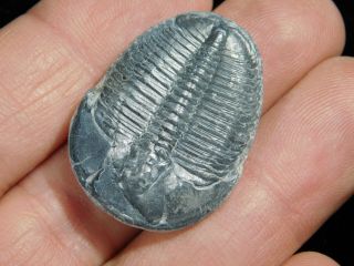 A Larger 100 Natural 500 Million Year Old Elrathia Trilobite Fossil Utah 3.  82
