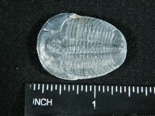 A Larger 100 Natural 500 Million Year Old Elrathia Trilobite Fossil Utah 3.  82 3
