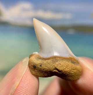 1.  06” Bakersfield Mako Shark Tooth - Museum Quality - Not Megalodon
