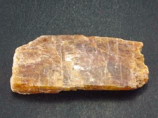 Rare Orange Kyanite Crystal From Tanzania - 1.  6 "