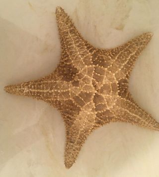 Vintage Large Star Fish 12” Starfish With Interesting Color