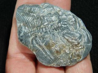 Five Entwined 500 Million Year Old Elrathia Trilobite Fossils From Utah 2.  22