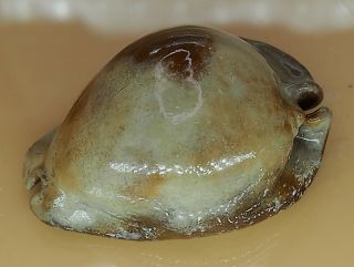 Seashell Cypraea Stercoraria 76.  46 Off Fann Senegal GREEN COLOR ORANGE BLOTCH 3
