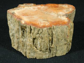 A Colorful Cut And Polished Petrified Wood Fossil From Madagascar 564gr