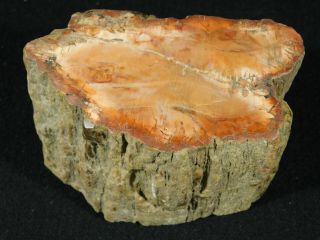A Colorful Cut and Polished Petrified Wood Fossil From Madagascar 564gr 3