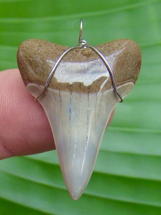 Mako Shark Tooth Necklace - 1 & 7/16 In.  Real Fossil - Not Fake