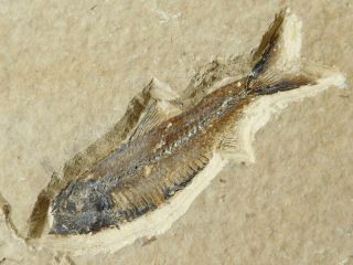 A Perfect 100 Natural Knightia Eocaena Fish Fossil From Wyoming 475gr