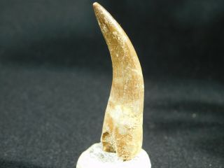 A Big 100 Natural S.  Maroccanus Spinosaurus Tooth Fossil From Morocco 10.  2gr