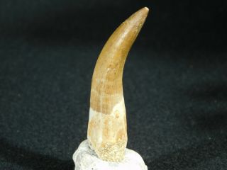 A Big 100 Natural S.  Maroccanus SPINOSAURUS TOOTH Fossil From Morocco 10.  2gr 2