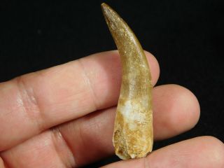 A Big 100 Natural S.  Maroccanus SPINOSAURUS TOOTH Fossil From Morocco 10.  2gr 3