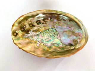 Natural Red Abalone Shell Seashell Lucite Footed Handmade Dish 7.  5” X 5.  5”