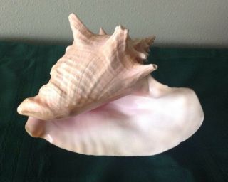 Large Pink Queen Conch Shell 8 1/2 "