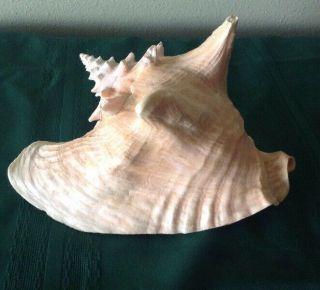Large Pink Queen Conch Shell 8 1/2 