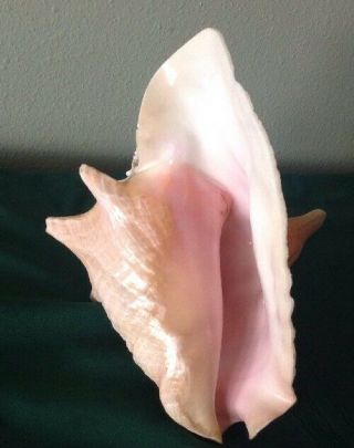 Large Pink Queen Conch Shell 8 1/2 