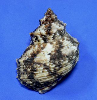 Formosa/shells/turbo Chrysostomus 67mm.  W/o.  Freak.  Taiwan