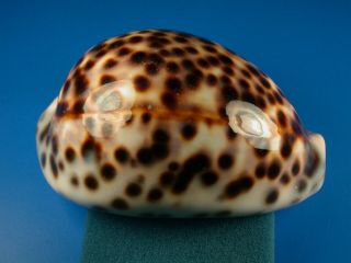Cypraea Tigris Schilderiana,  Pattern,  105.  1mm,  Hawaii Shell