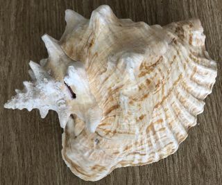 Large Pink Conch Shell 9 Inch Long With Harvest Hole
