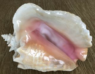 Large Pink Conch Shell 9 inch Long With Harvest Hole 2