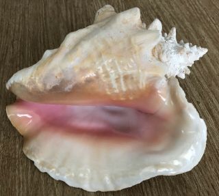 Large Pink Conch Shell 9 inch Long With Harvest Hole 3