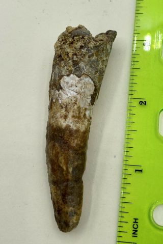 Spinosaurus 3” Tooth Dinosaur Fossil Before T Rex Cretaceous S60