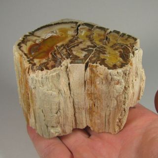 3.  5 " Polished Petrified Wood Branch Slab Fossil Standup - Madagascar - 1.  1 Lbs.