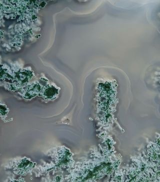 Mw: Petrified Wood Green Moss Agate Limb Cast - Crooked River,  Oregon - Rough Slab