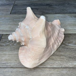 Vintage Large Pink Sea Shell Natural Conch Seashell Beach Decor