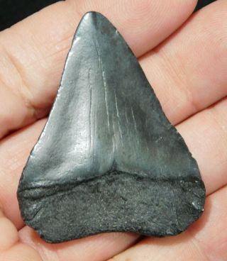 A And 100 Natural Carcharocles Megalodon Shark Tooth Fossil 16.  0gr