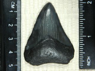 A and 100 Natural Carcharocles MEGALODON Shark Tooth Fossil 16.  0gr 2