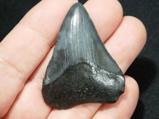 A and 100 Natural Carcharocles MEGALODON Shark Tooth Fossil 16.  0gr 3