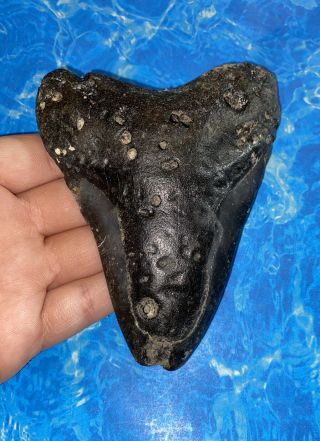 Huge 4.  84” Megalodon Shark Tooth Teeth Big Fossil Meg Scuba Diver Direct 1069