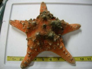 Real Horn Starfish - Protoreaster Nodosus Knobby Sea Star Seashell Shells Shell