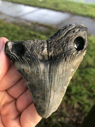 Huge 3.  24” Megalodon Tooth Fossil Shark Teeth Natural No Restoration