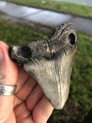 Huge 3.  24” Megalodon Tooth Fossil Shark Teeth Natural No Restoration 2