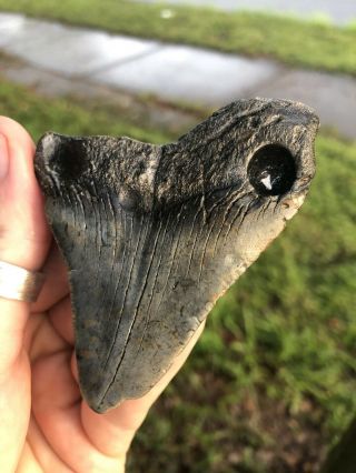 Huge 3.  24” Megalodon Tooth Fossil Shark Teeth Natural No Restoration 3