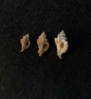 3 Favartia levicula Dall w/o 14 mm,  18 mm & 20 mm Florida,  USA 2