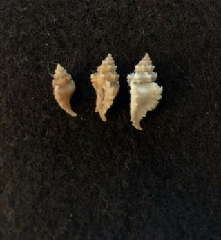 3 Favartia levicula Dall w/o 14 mm,  18 mm & 20 mm Florida,  USA 3