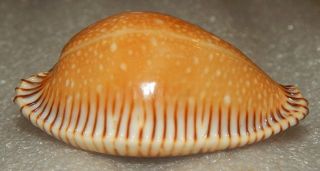 Seashell Perisserosa Guttata Surinensis F.  Bengalensis 55.  4mm