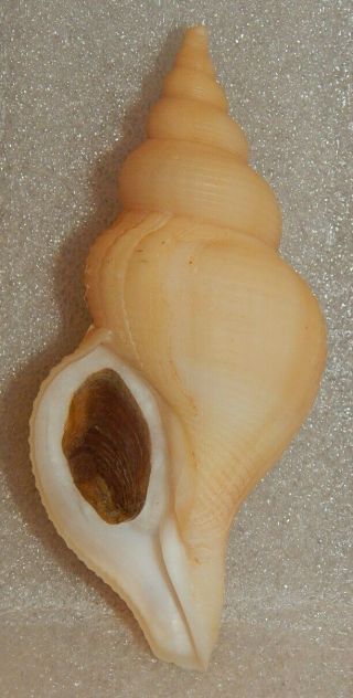 Seashell Neptunea Contraria 107.  9mm W/o Sinistral Shell