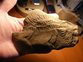 Fossil Trilobite Tracks Specimen Indiana With Acrylic Display 200909